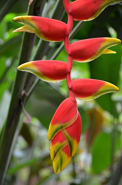 135_Singapore_Botanic_Gardens.JPG