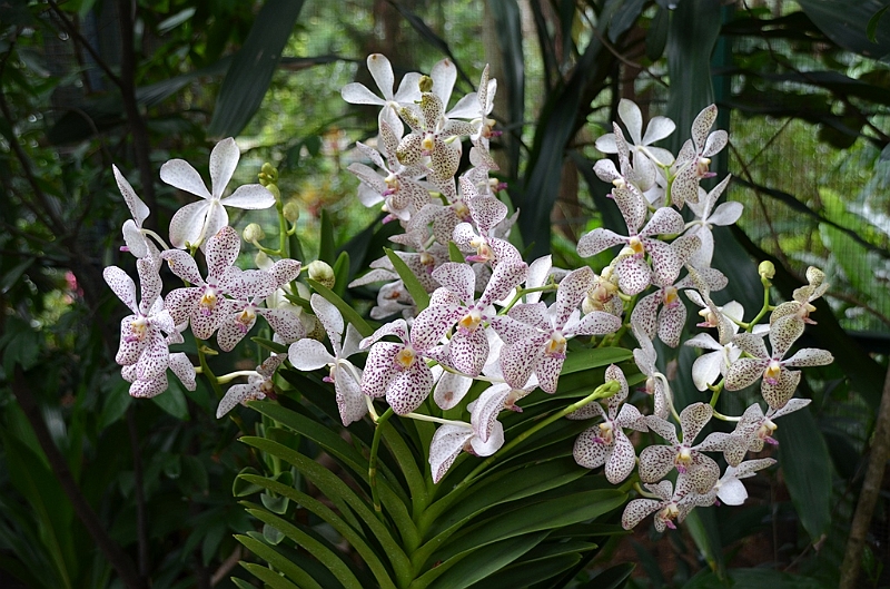 159_Singapore_Botanic_Gardens.JPG