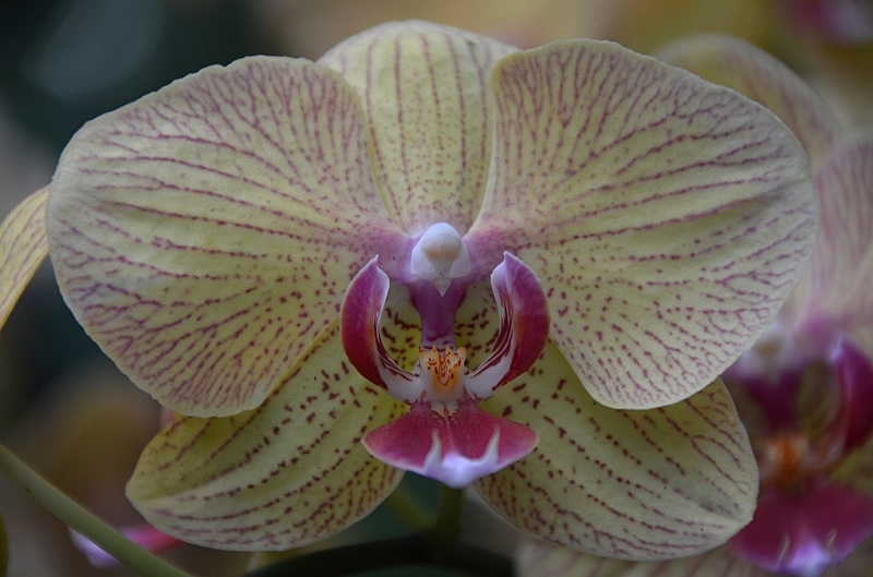 162_Singapore_Botanic_Gardens.JPG