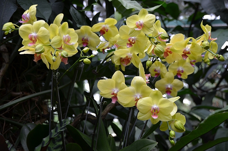 163_Singapore_Botanic_Gardens.JPG