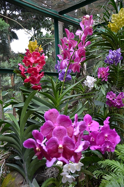 164_Singapore_Botanic_Gardens.JPG