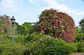 132_Singapore_Botanic_Gardens