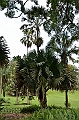 136_Singapore_Botanic_Gardens