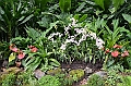 139_Singapore_Botanic_Gardens