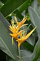 140_Singapore_Botanic_Gardens