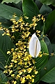 141_Singapore_Botanic_Gardens
