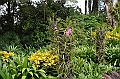 143_Singapore_Botanic_Gardens