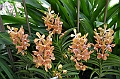 146_Singapore_Botanic_Gardens