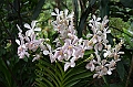 159_Singapore_Botanic_Gardens