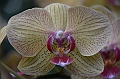 162_Singapore_Botanic_Gardens