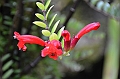 167_Singapore_Botanic_Gardens