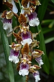 170_Singapore_Botanic_Gardens