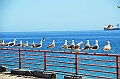 147_Chile_Vina_del_Mar
