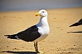 156_Chile_Vina_del_Mar