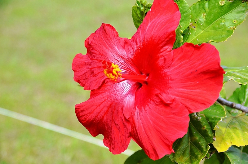 107_Chile_Easter_Island_Puna_Pau.JPG