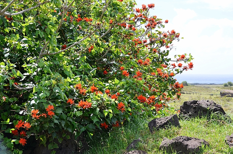 216_Chile_Easter_Island_Rano_Raraku.JPG