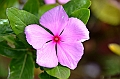122_Chile_Easter_Island_Ahu_a_Kivi