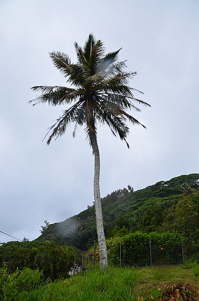 085_French_Polynesia_Gambier_Islands_Rikitea.JPG