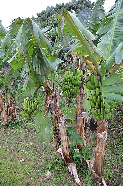 087_French_Polynesia_Gambier_Islands_Rikitea.JPG