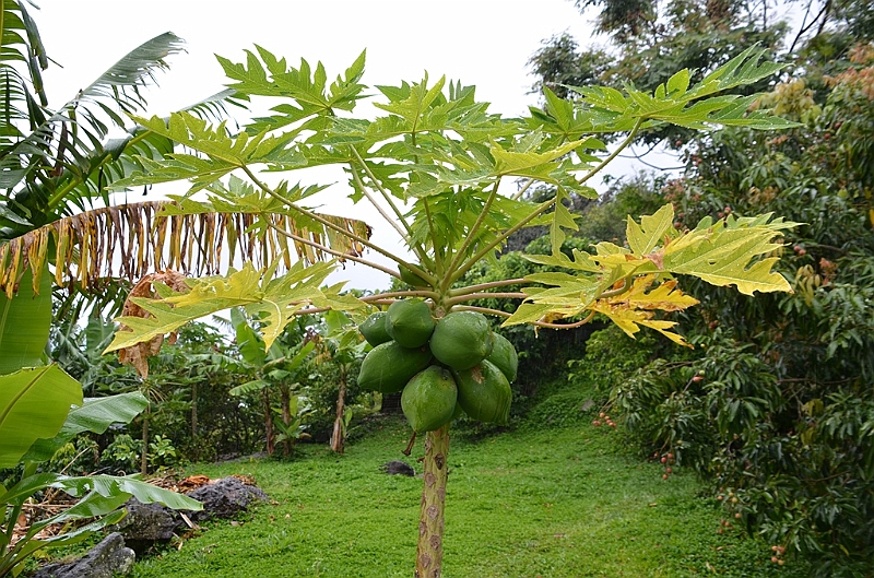 090_French_Polynesia_Gambier_Islands_Rikitea.JPG
