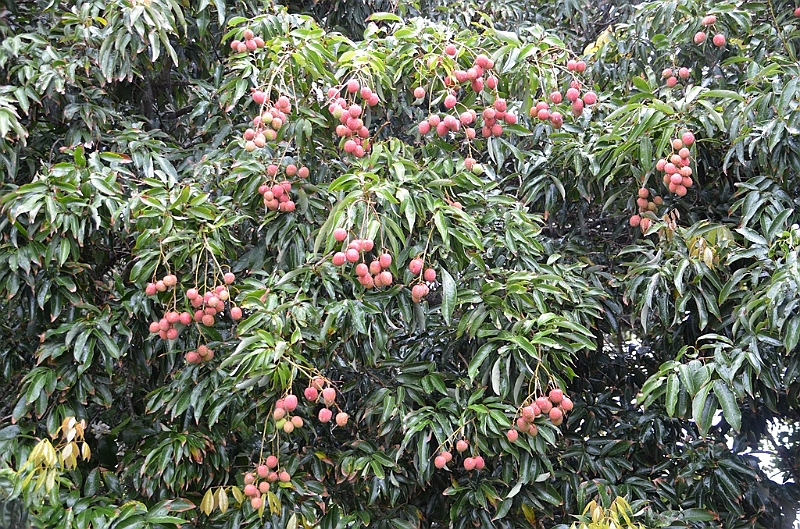 092_French_Polynesia_Gambier_Islands_Rikitea.JPG