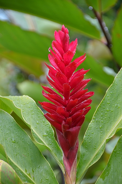 100_French_Polynesia_Gambier_Islands_Rikitea.JPG
