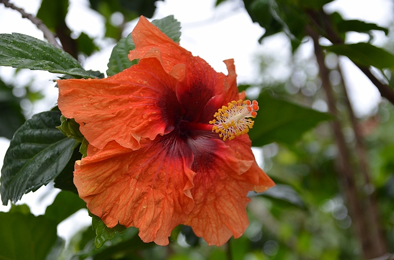 105_French_Polynesia_Gambier_Islands_Rikitea.JPG