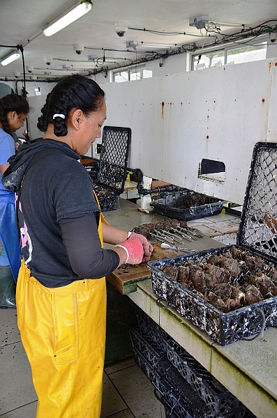 157_French_Polynesia_Gambier_Islands_Aukena_Pearl_Farm.JPG