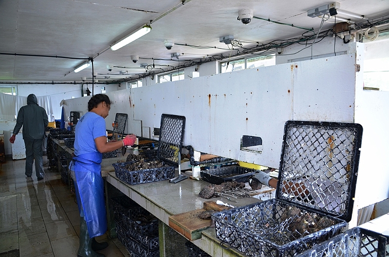 163_French_Polynesia_Gambier_Islands_Aukena_Pearl_Farm.JPG