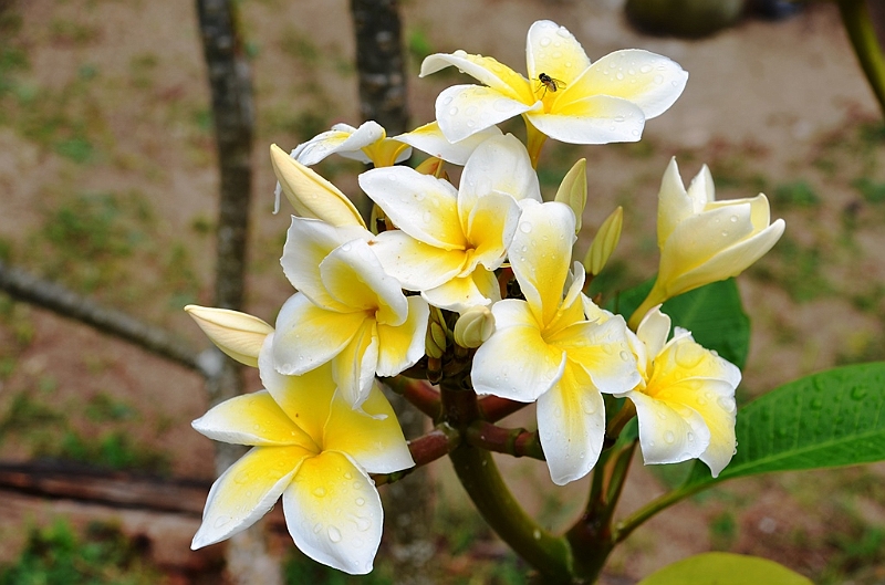 170_French_Polynesia_Gambier_Islands_Aukena.JPG