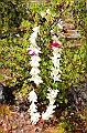 033_French_Polynesia_Fakarava