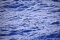 072_French_Polynesia