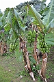 087_French_Polynesia_Gambier_Islands_Rikitea