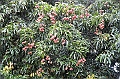 092_French_Polynesia_Gambier_Islands_Rikitea