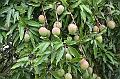 107_French_Polynesia_Gambier_Islands_Rikitea