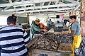 151_French_Polynesia_Gambier_Islands_Aukena_Pearl_Farm