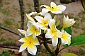 170_French_Polynesia_Gambier_Islands_Aukena