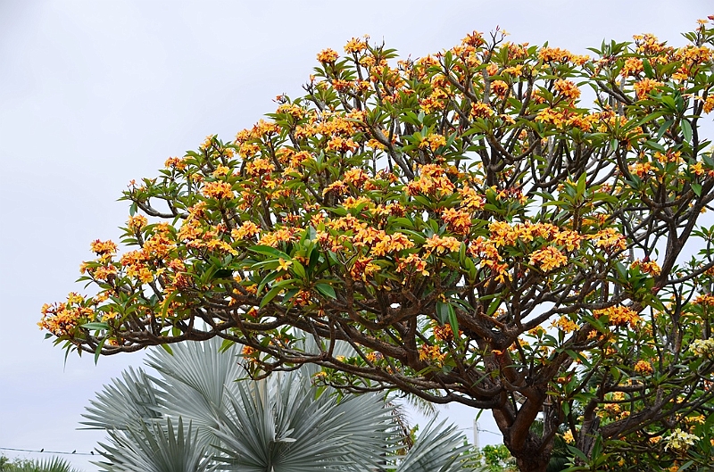 041_Tahiti.JPG