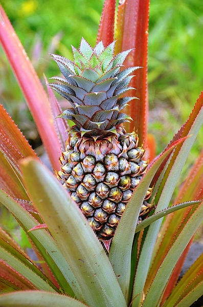 072_Tahiti.JPG