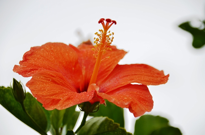 081_Tahiti.JPG