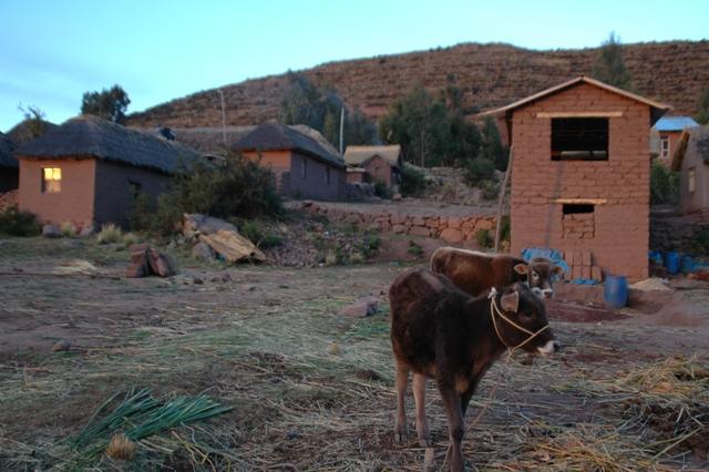 353_Bolivien_Titicacasee_Capachica.JPG