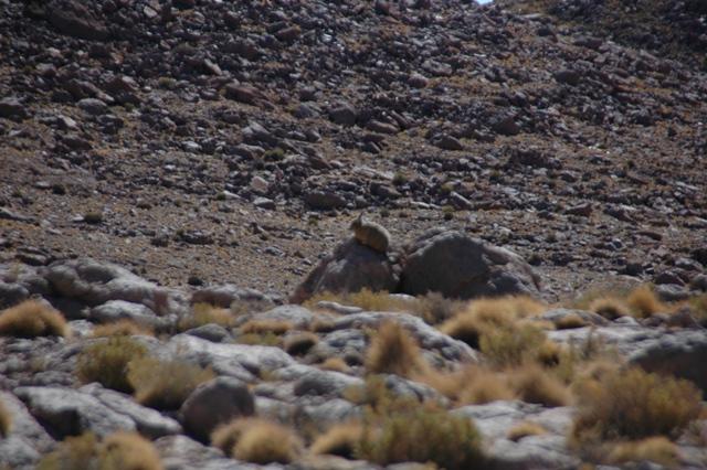 461_Bolivien_Altiplano_Landscap.JPG