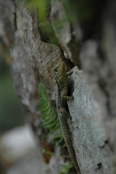310_Peru_Inkatrail_Eidechse.JPG