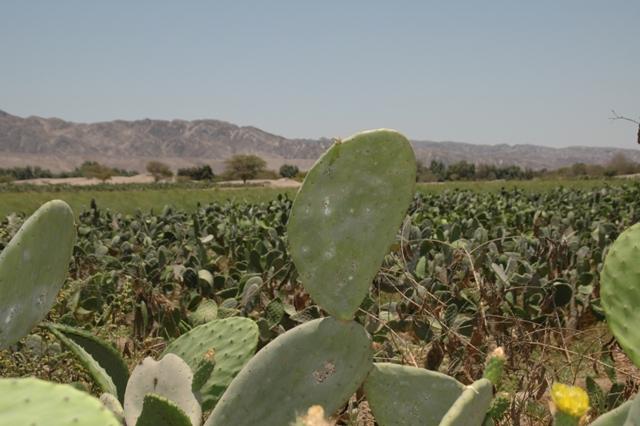 023_Peru.JPG