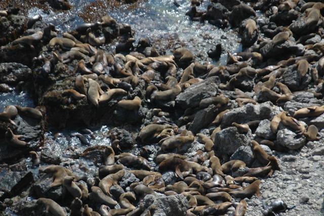 090_Peru_Playa_La_Aguada_Seeloewen.JPG