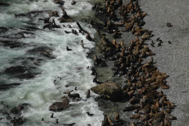 093_Peru_Playa_La_Aguada_Seeloewen.JPG
