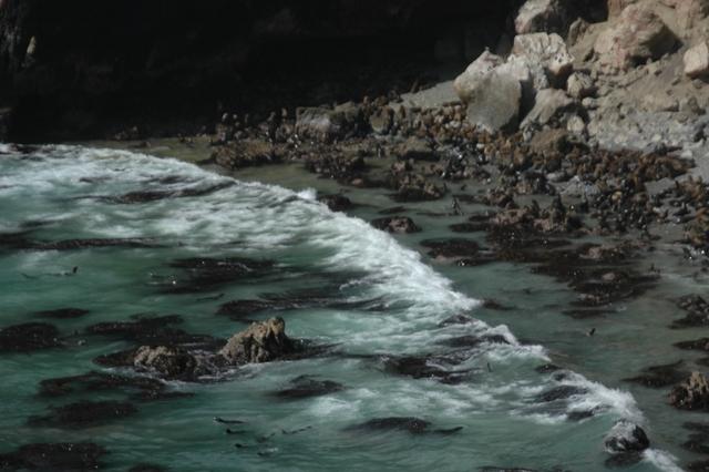 095_Peru_Playa_La_Aguada_Seeloewen.JPG