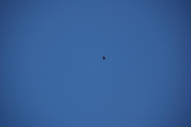 143_Peru_Colca_Tal_Condor.JPG
