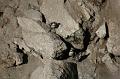 097_Peru_Playa_La_Aguada_Pinguine