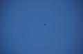 143_Peru_Colca_Tal_Condor